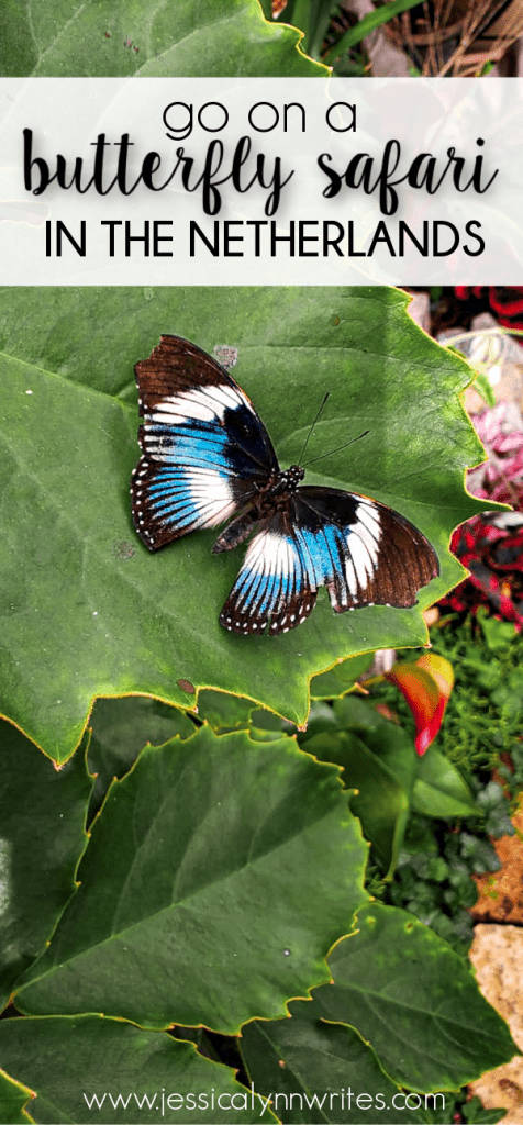 The Vlindersafari (aka Butterfly Safari) is a fun outing in the Netherlands. Be prepared to see hundreds of butterflies float around you.