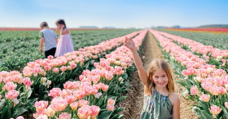 Where to Find Tulip Fields in Germany