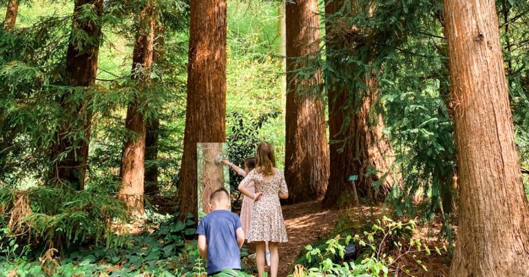Where to See Sequoia Trees in Germany