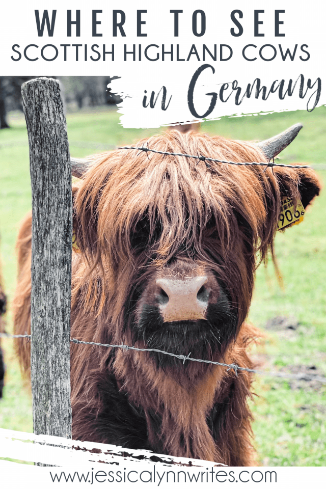 Scottish Highland Cows in the Netherlands? You betcha. Here's everything you need to know about seeing these animals!