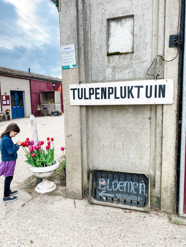 pick your own tulips in the netherlands
